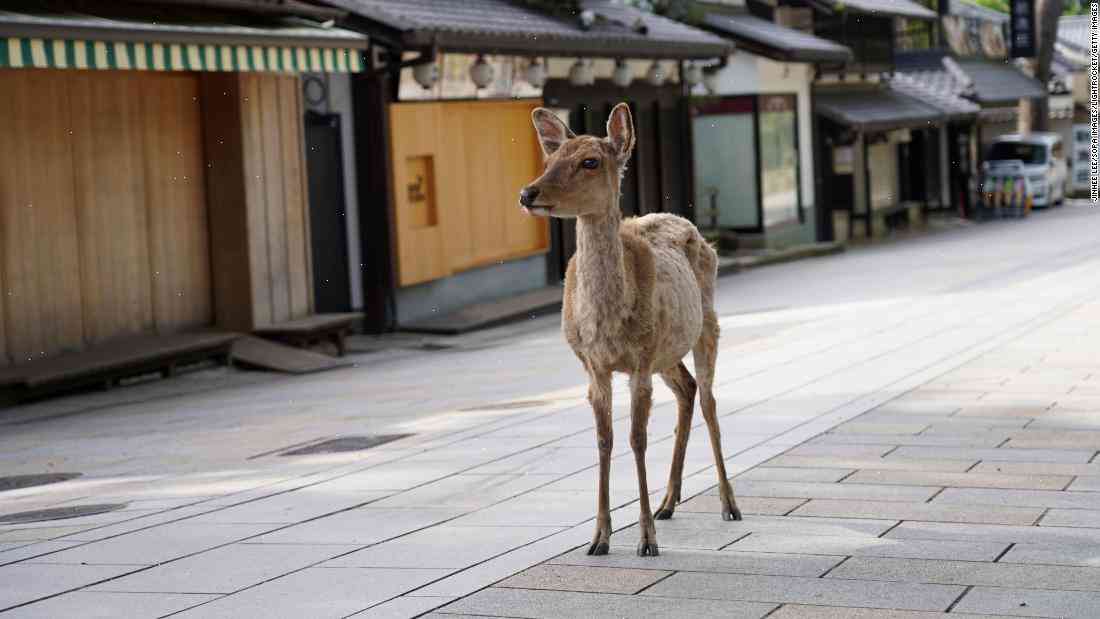Japan city launches satchel-like plastic bags to fight deer plague